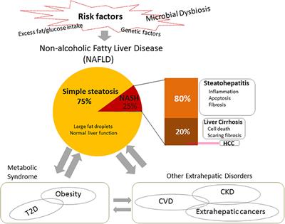 Oral and Gut Microbial Dysbiosis and Non-alcoholic Fatty Liver Disease: The Central Role of Porphyromonas gingivalis